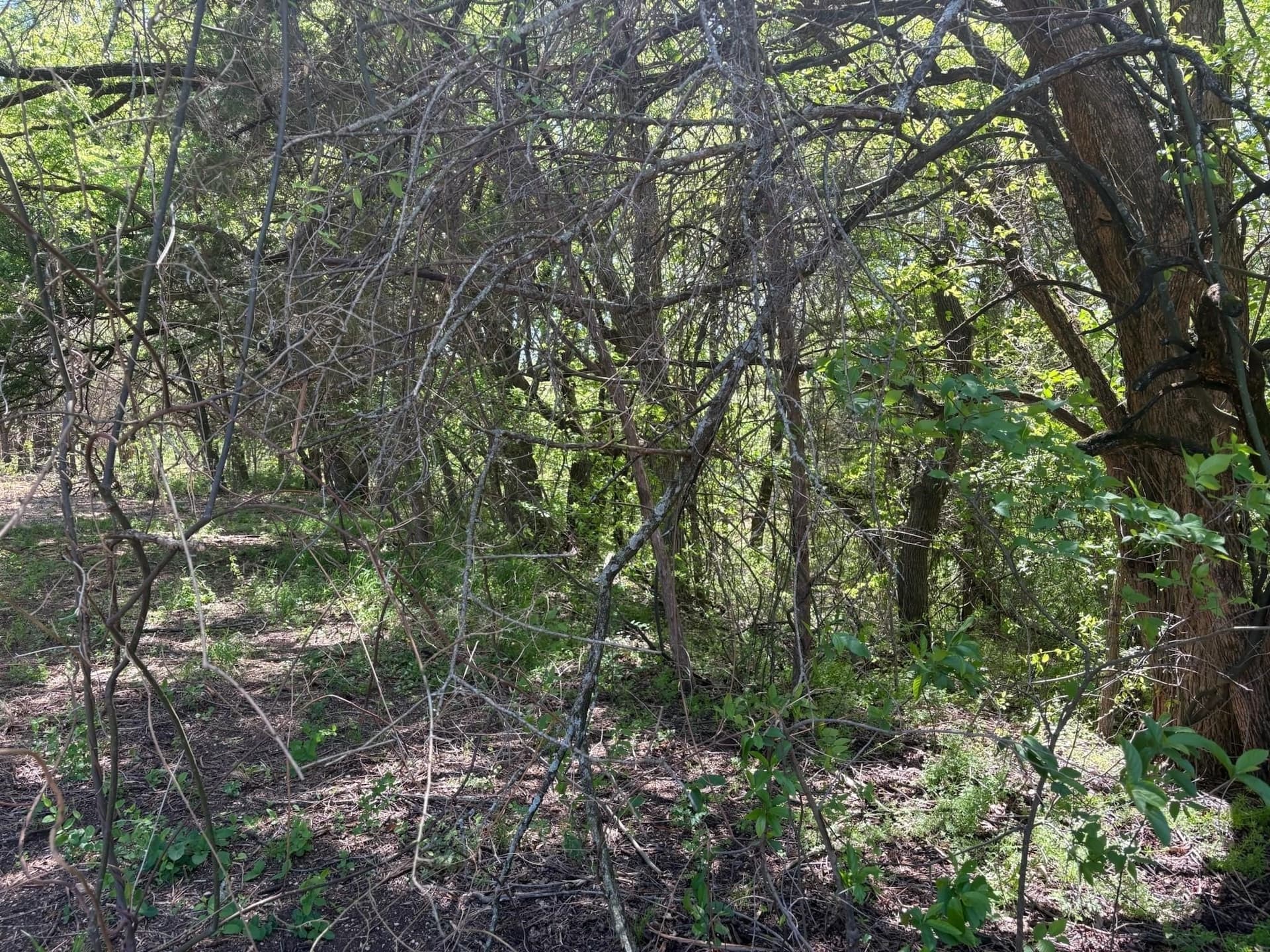6.21 acres in Grayson County - photo 16
