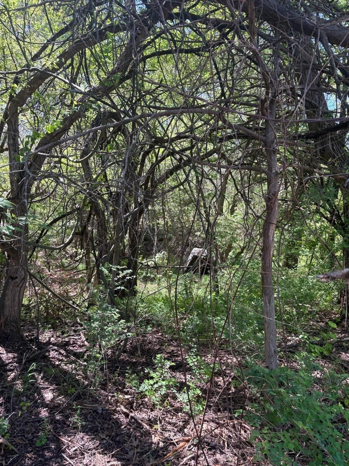 6.21 acres in Grayson County - photo 15