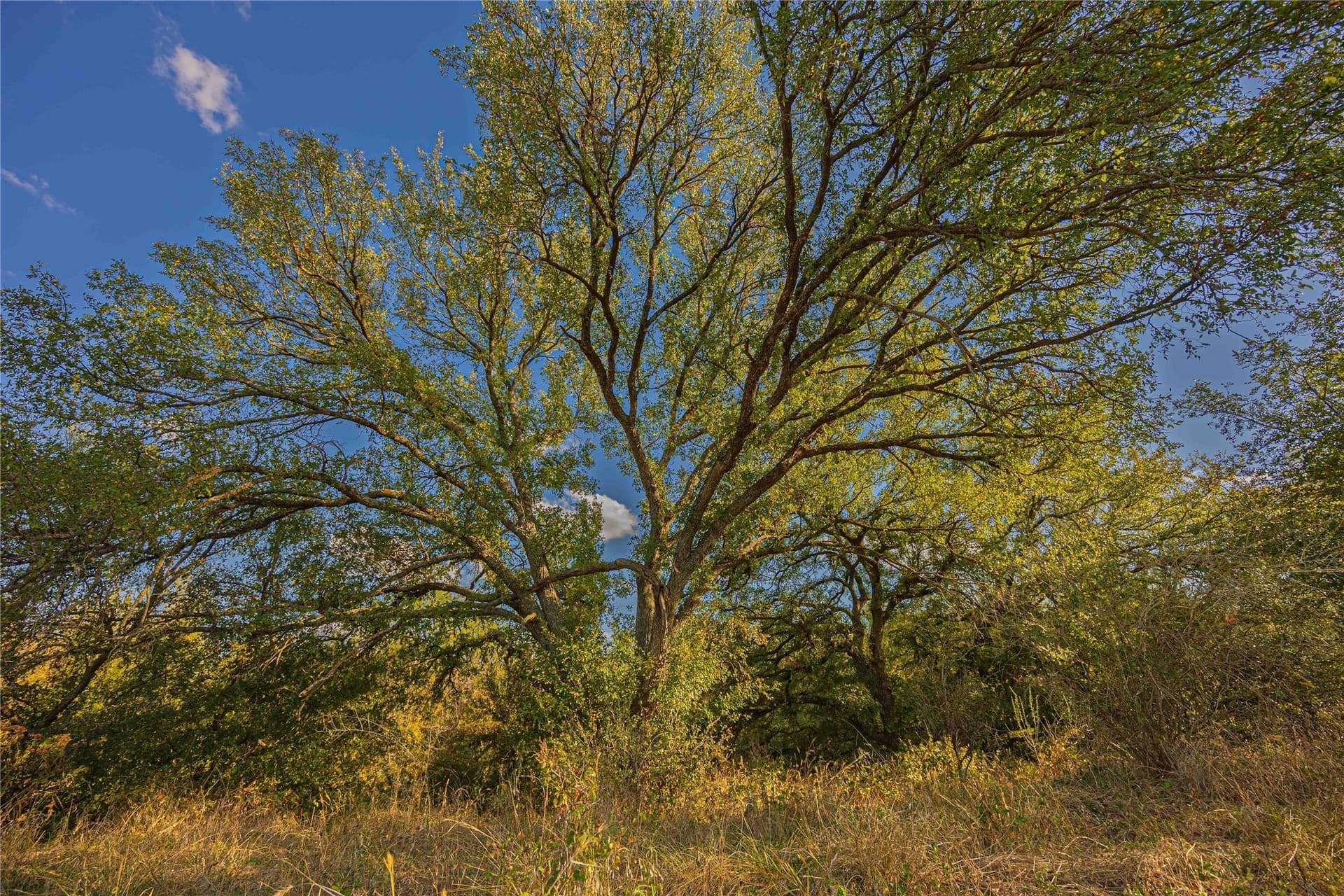 480.2 acres in Callahan County - photo 13