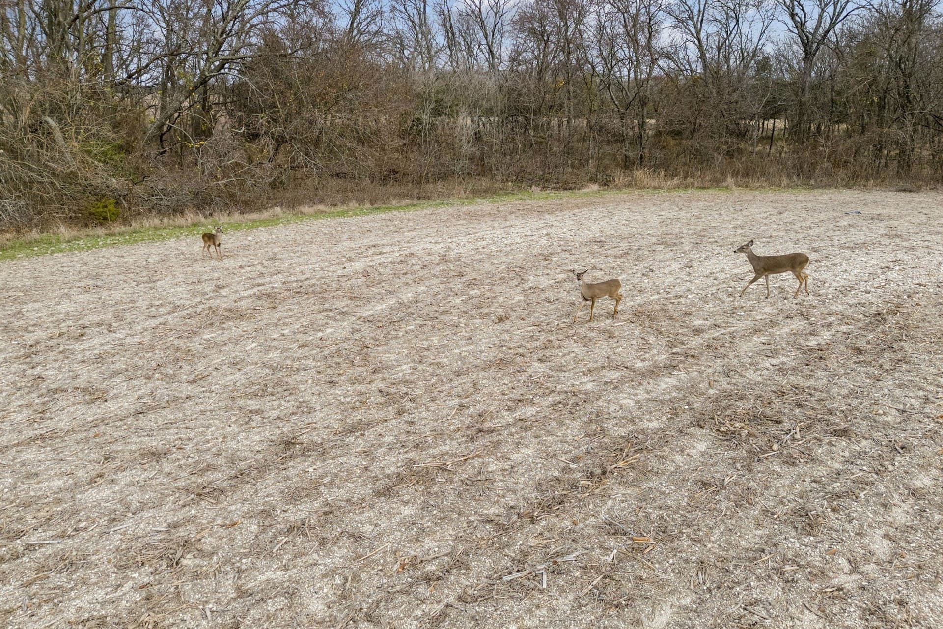 51 acres in Collin County - photo 13