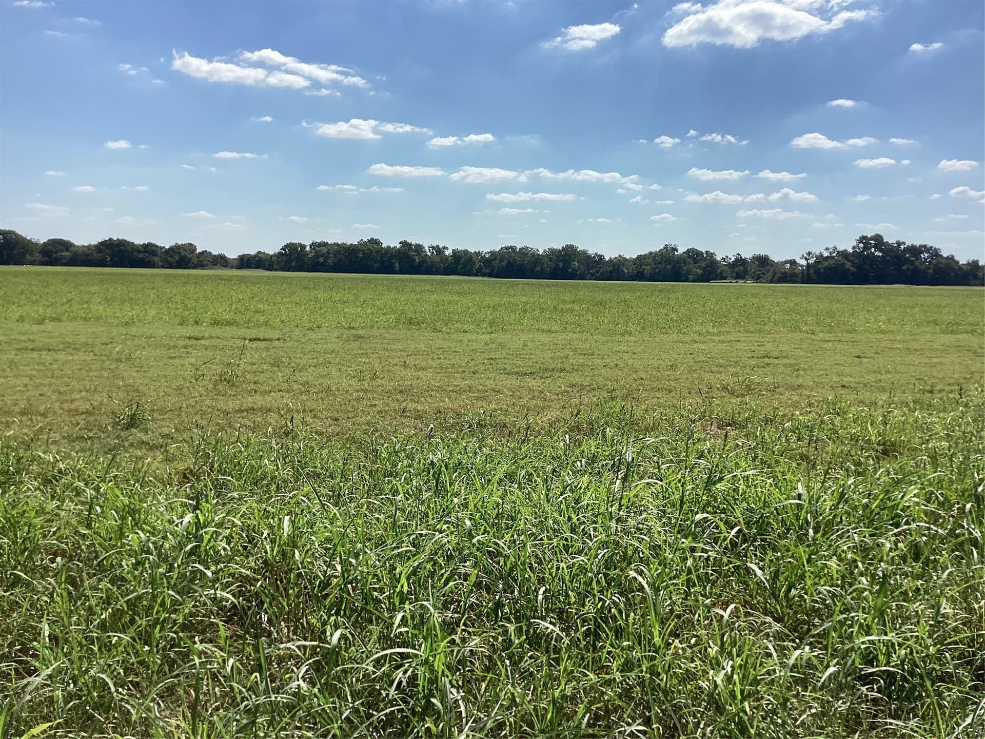 1,220 acres in Navarro County - photo 7