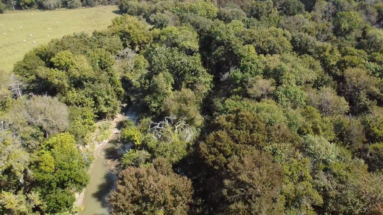 1,220 acres in Navarro County gallery image 3