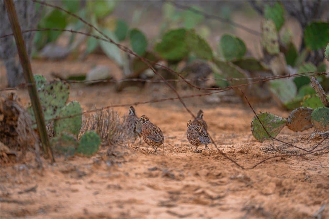 2,427 acres in Dimmit County gallery image 4