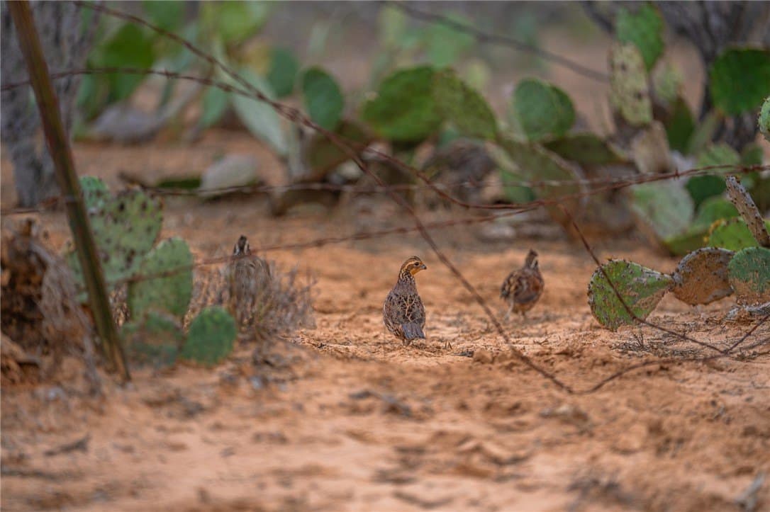 2,427 acres in Dimmit County gallery image 3