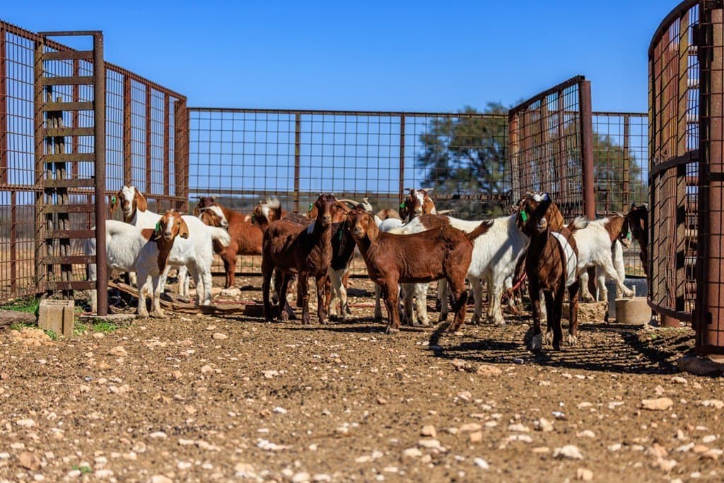 174.85 acres in Gillespie County - photo 30