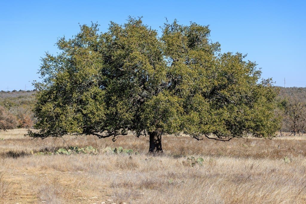 174.85 acres in Gillespie County - photo 12