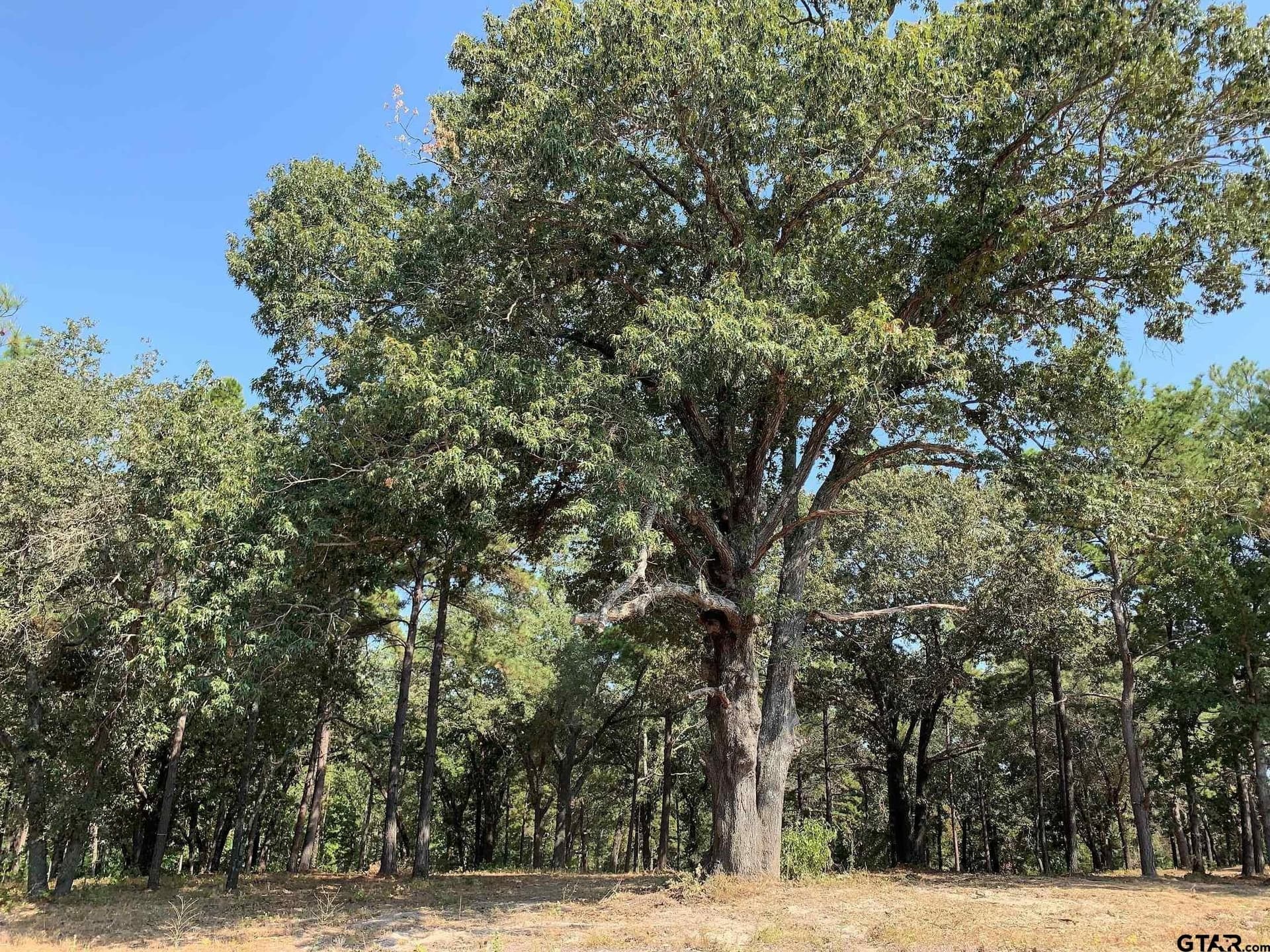 1.63 acres in Henderson County gallery image 2