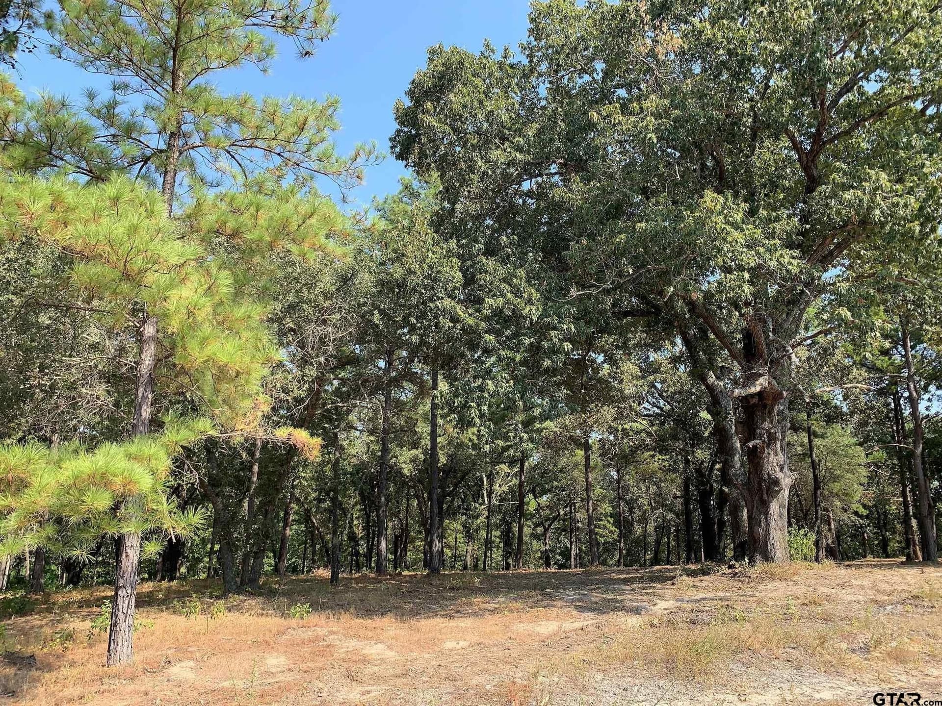 1.63 acres in Henderson County gallery image 4