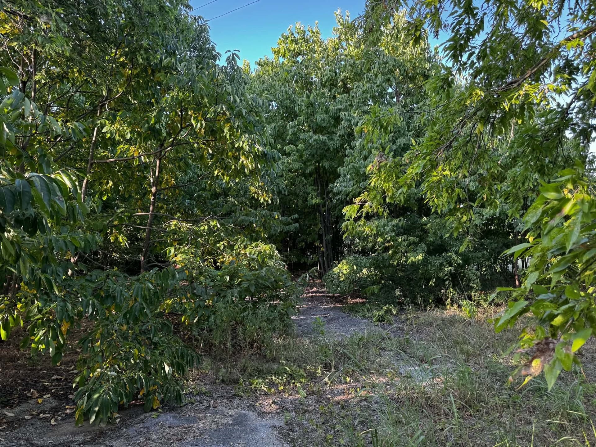 2.35 acres in Denton County - photo 4