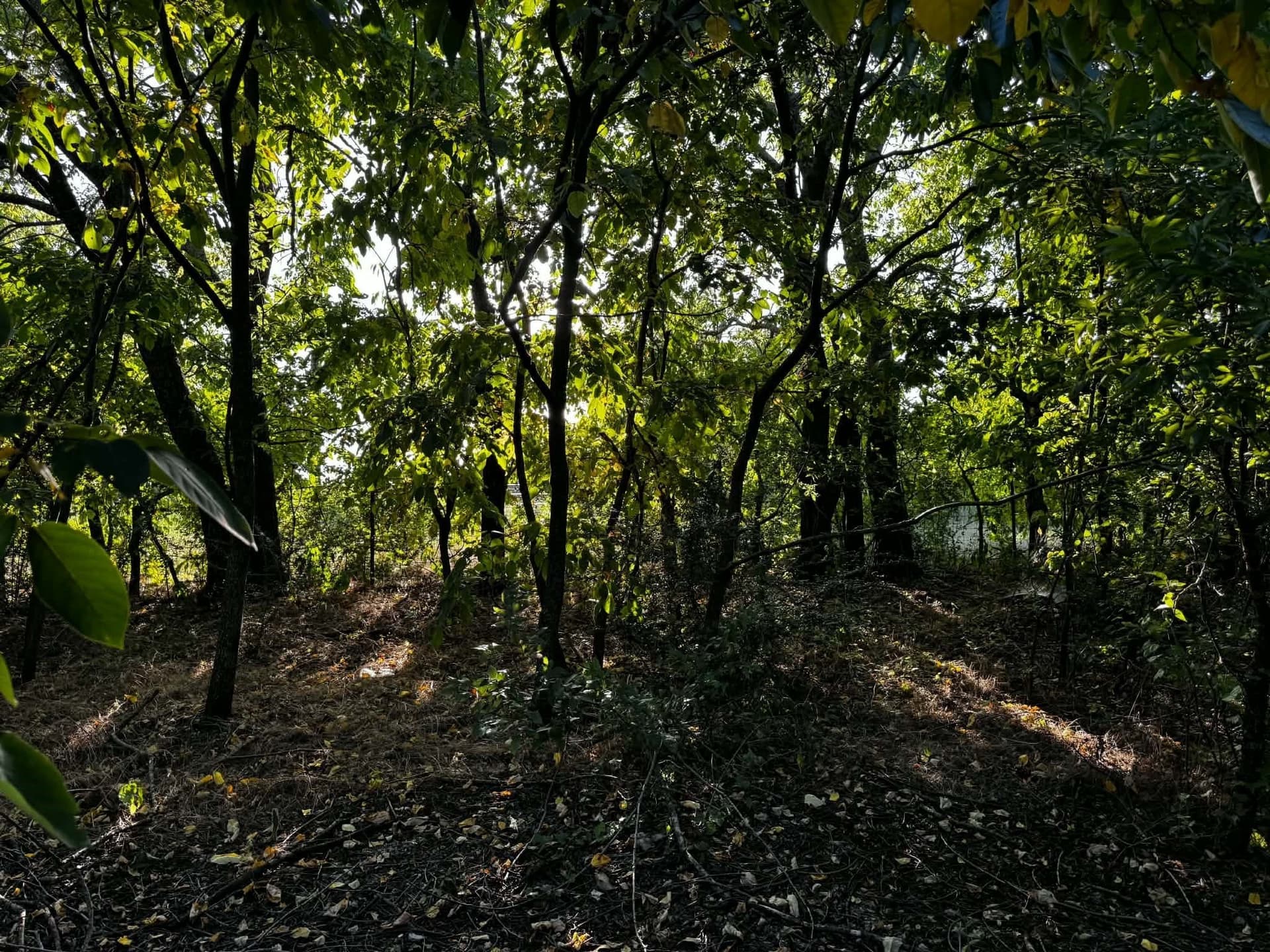 2.35 acres in Denton County - photo 21