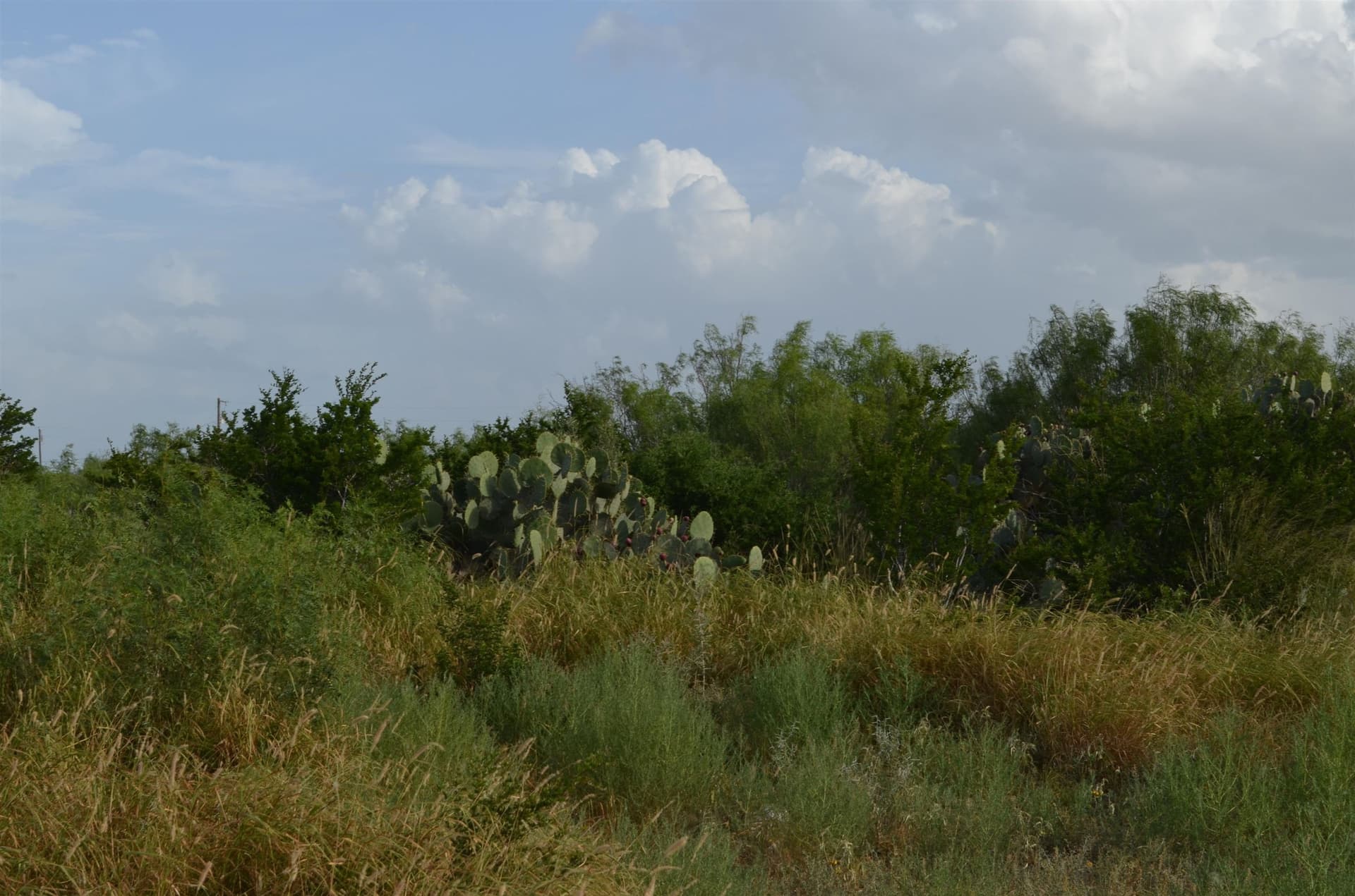 0.97 acres in Webb County - photo 6