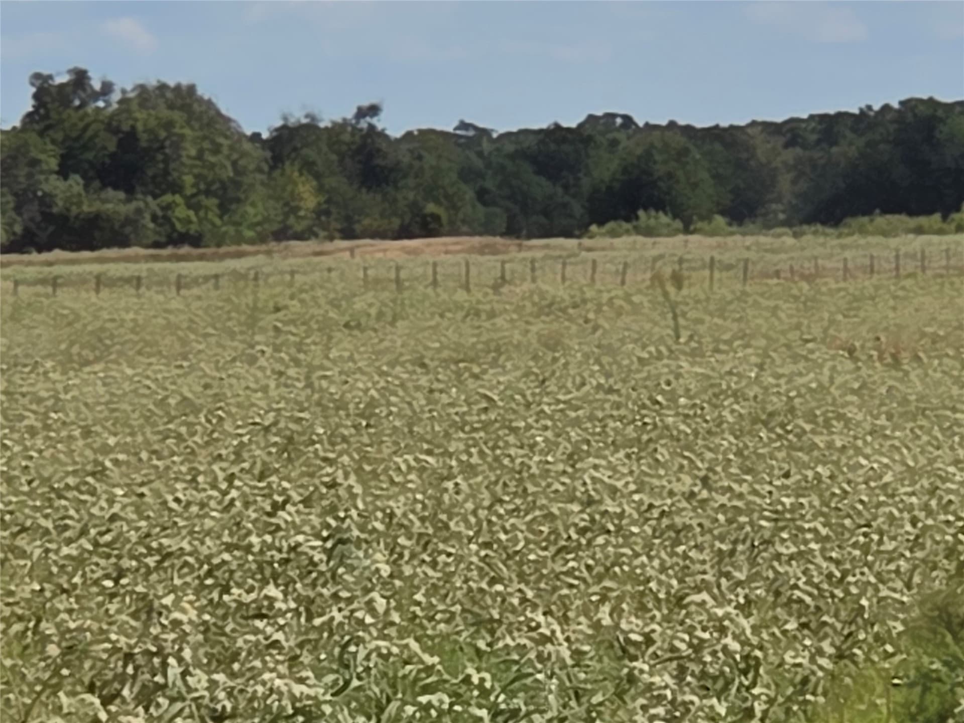 20 acres in Navarro County - photo 38