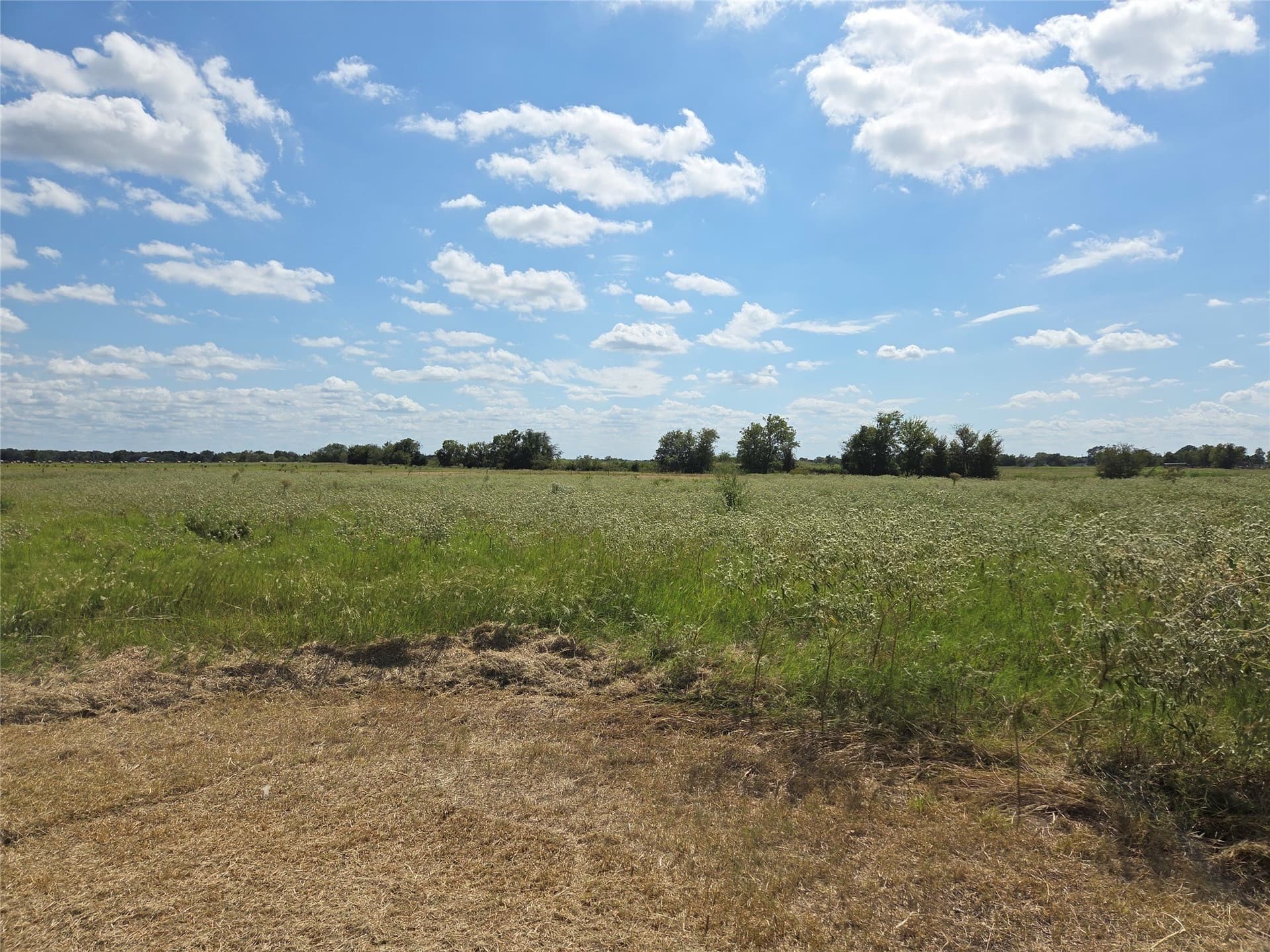 20 acres in Navarro County gallery image 4