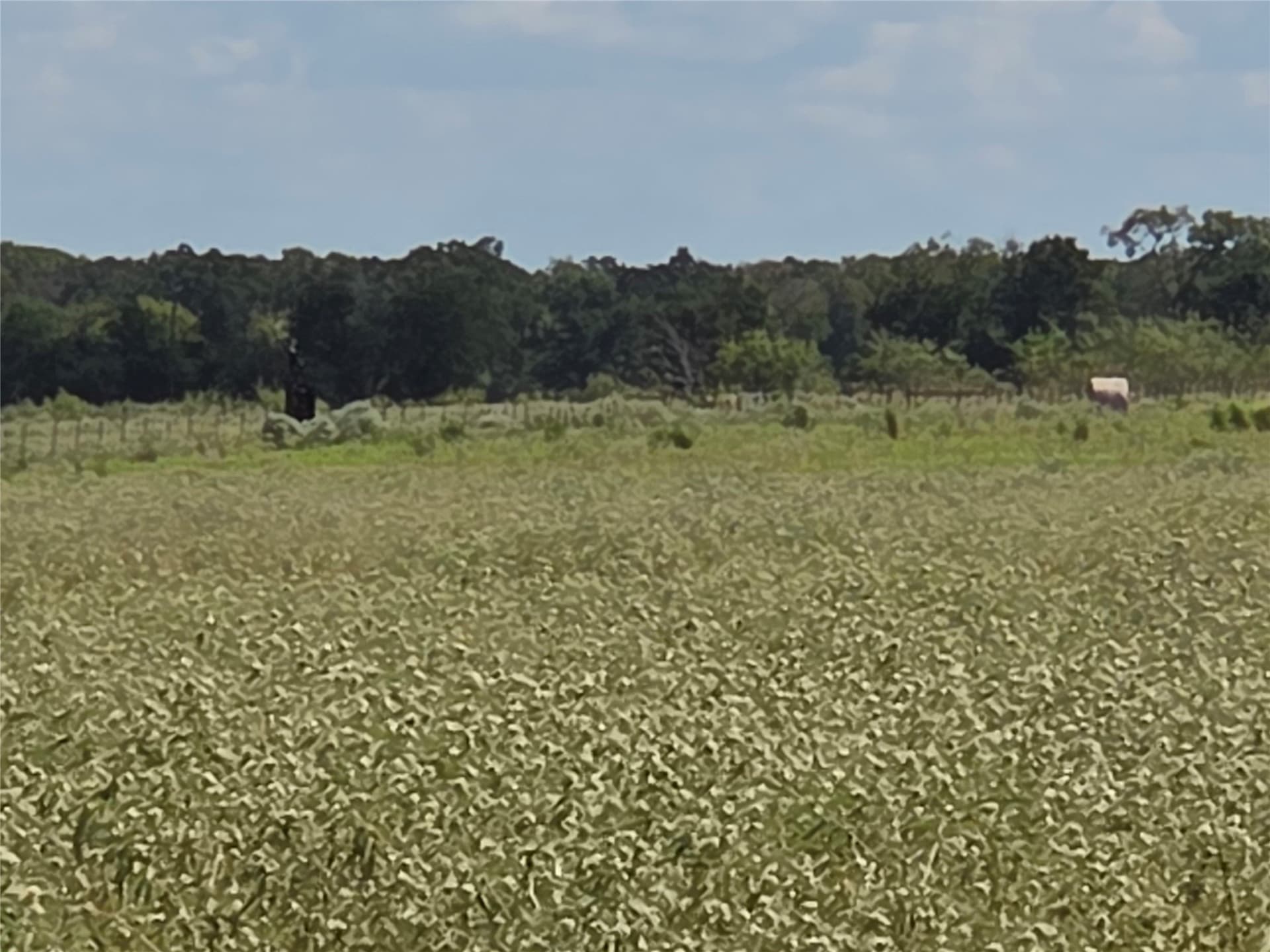 20 acres in Navarro County - photo 37