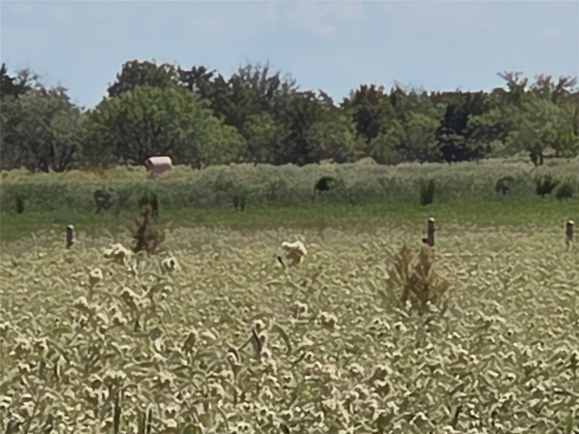 20 acres in Navarro County - photo 18