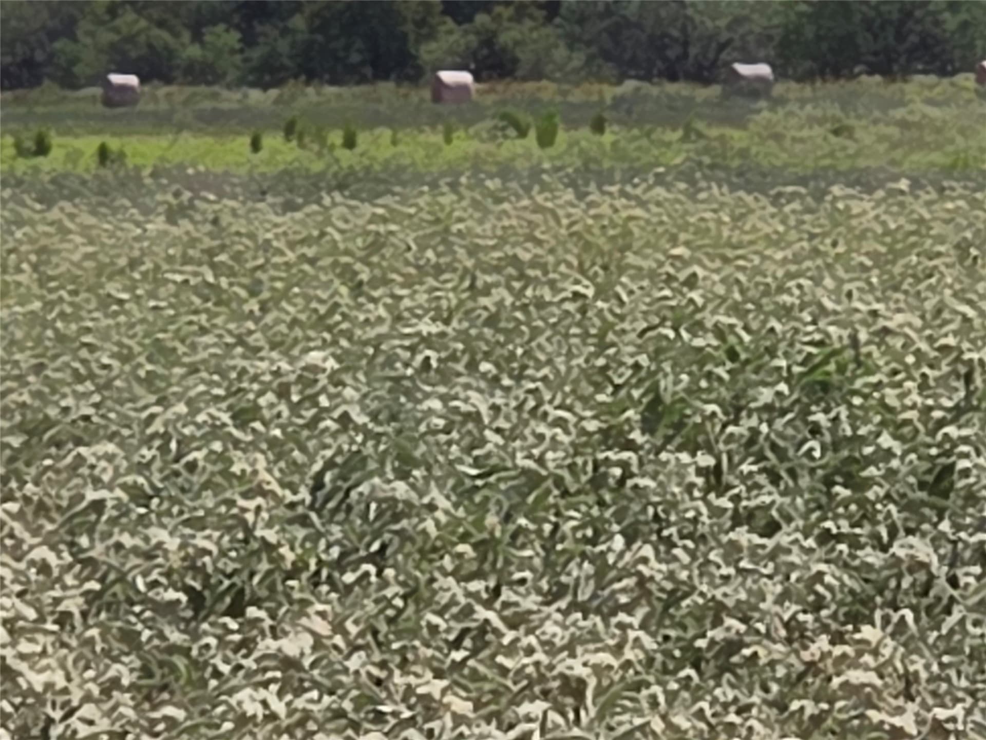 20 acres in Navarro County - photo 16
