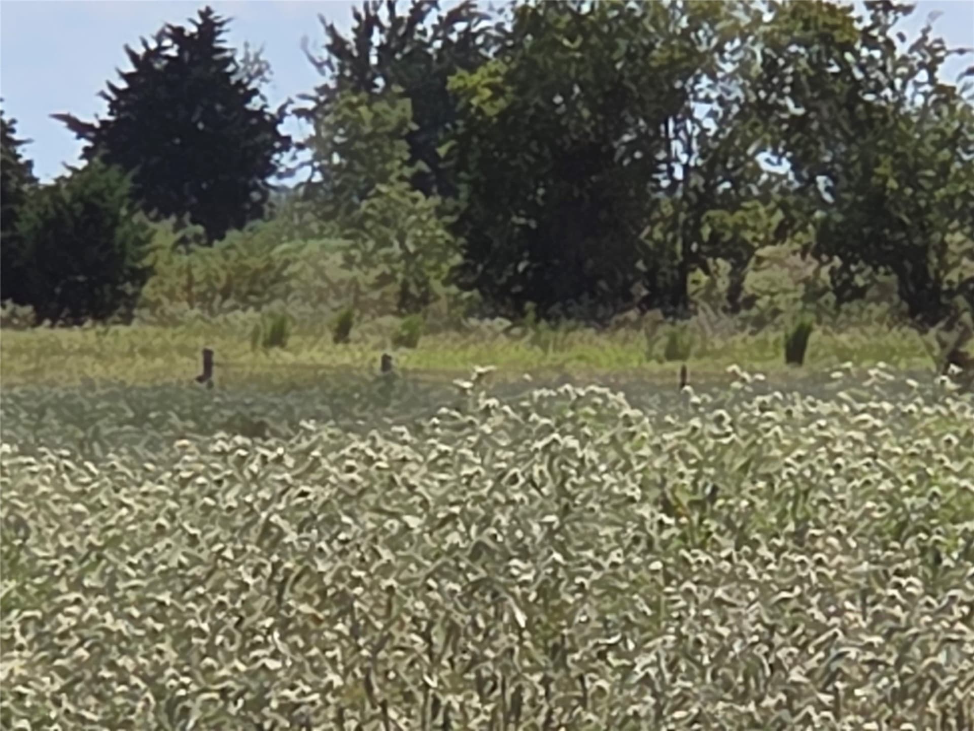 20 acres in Navarro County - photo 26