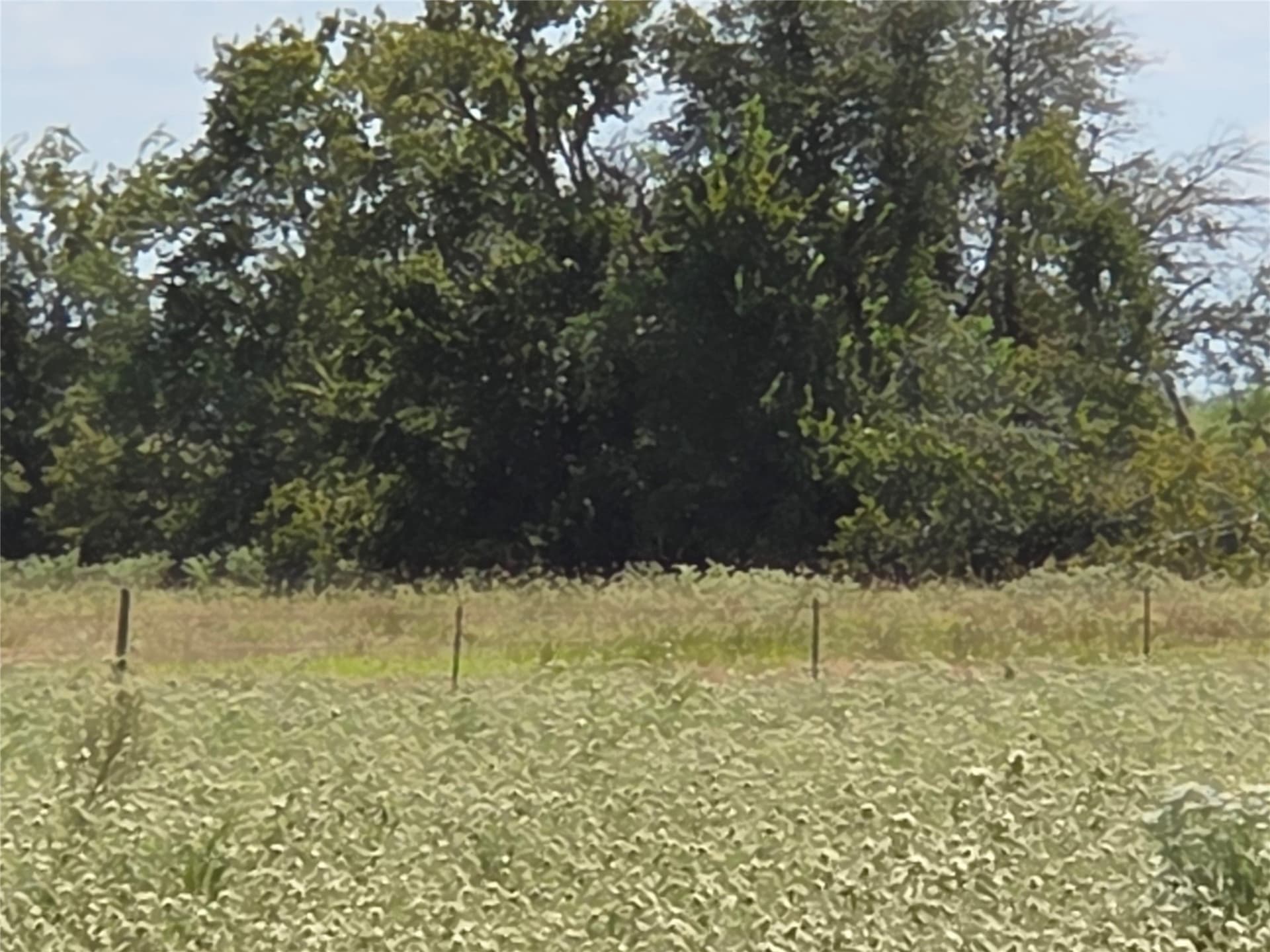 20 acres in Navarro County - photo 13