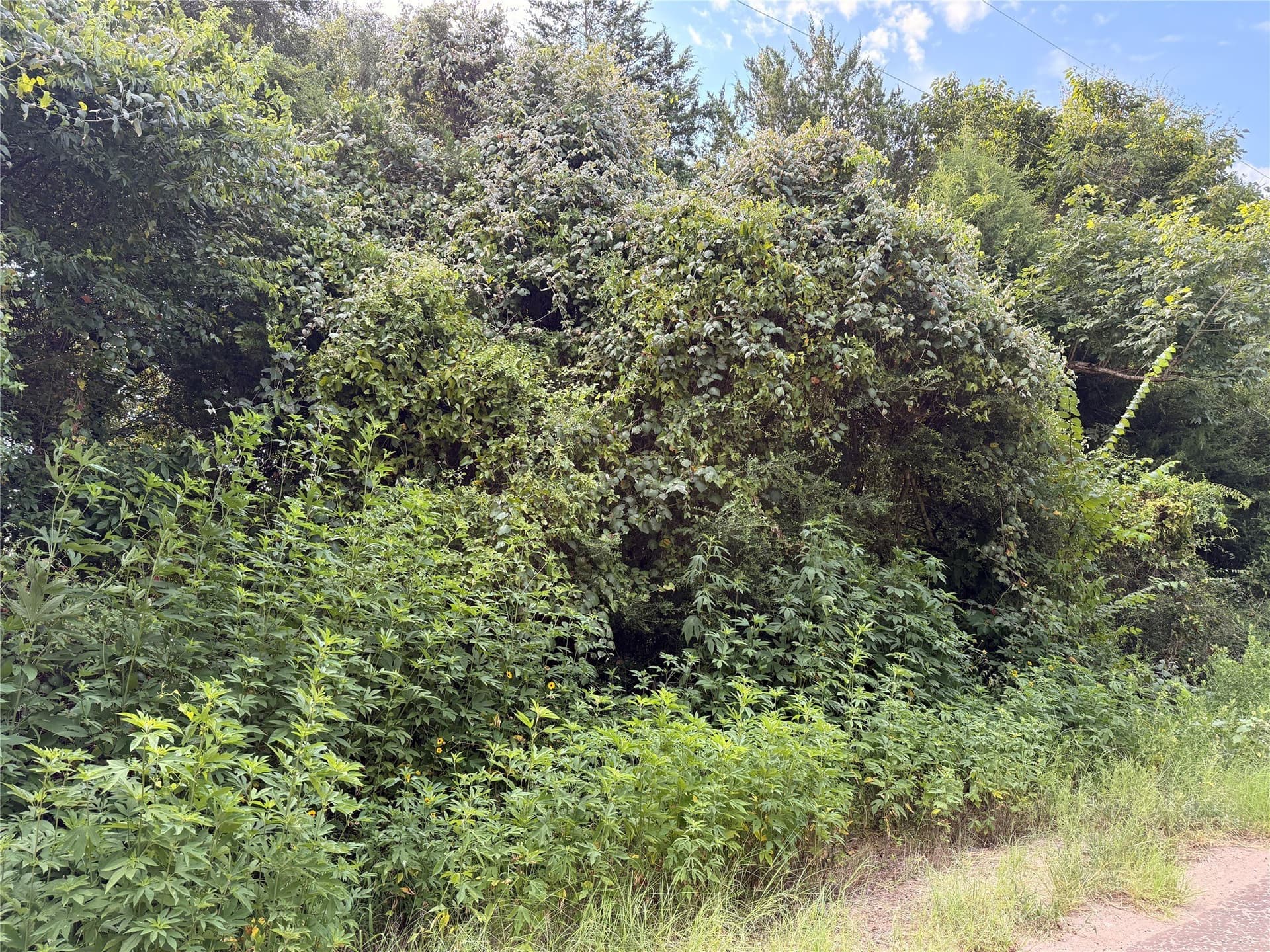 1.5 acres in Freestone County gallery image 4