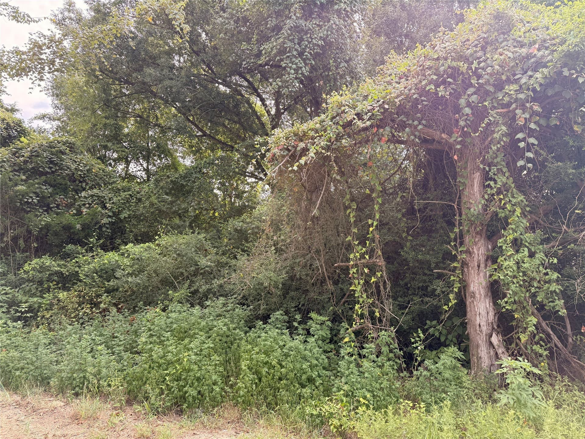 1.5 acres in Freestone County gallery image 2