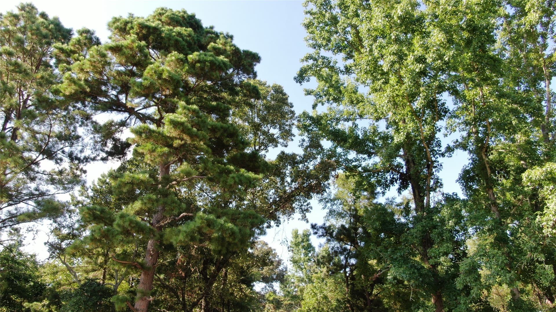 58.81 acres in Anderson County - photo 24