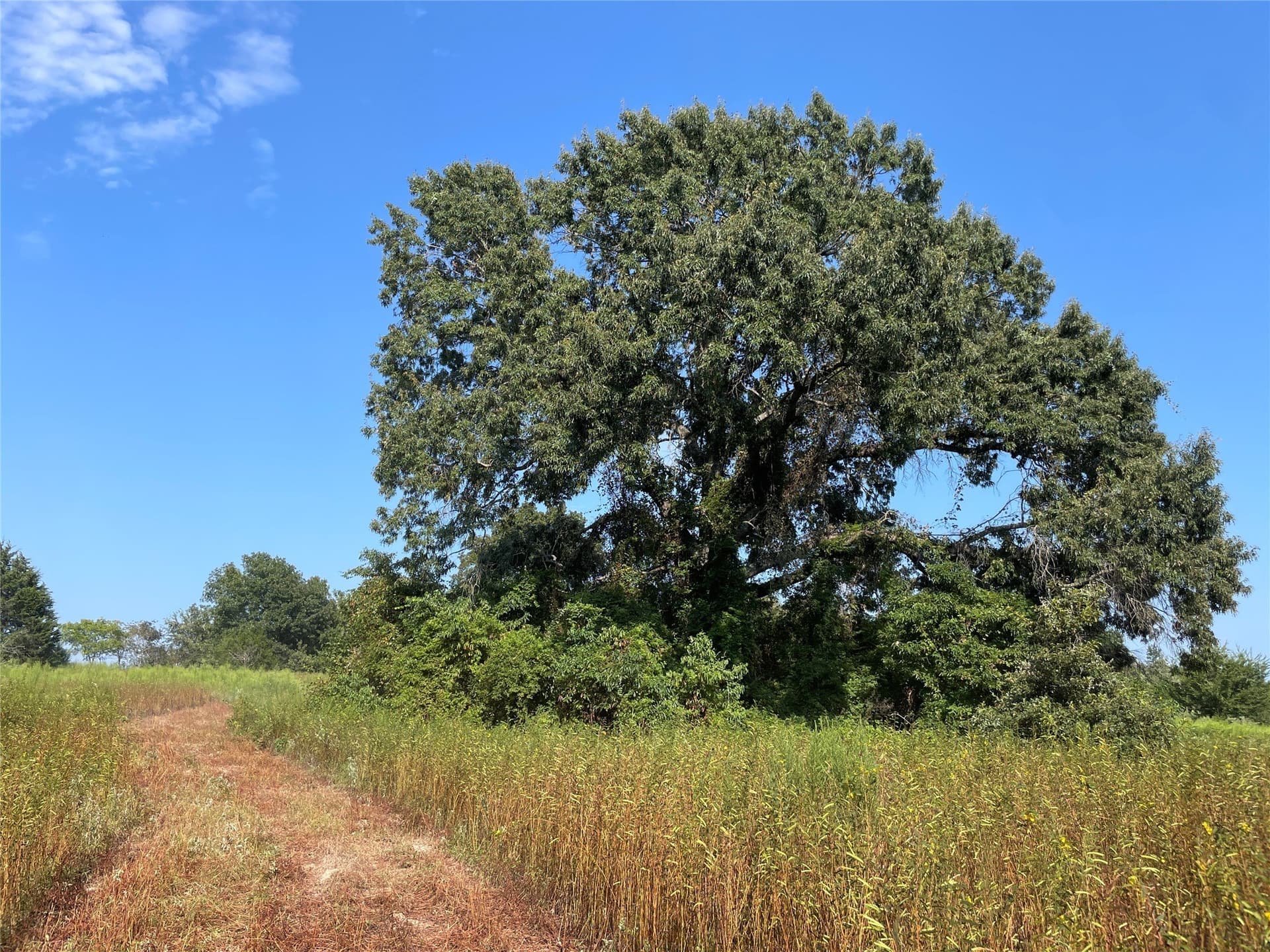 58.81 acres in Anderson County - photo 20