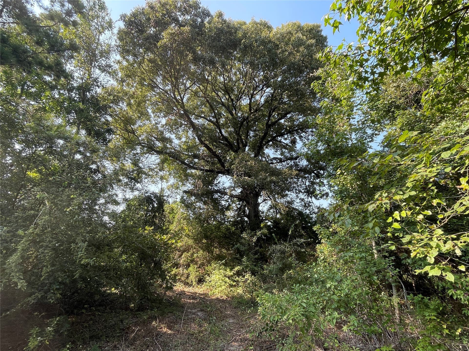 58.81 acres in Anderson County - photo 28