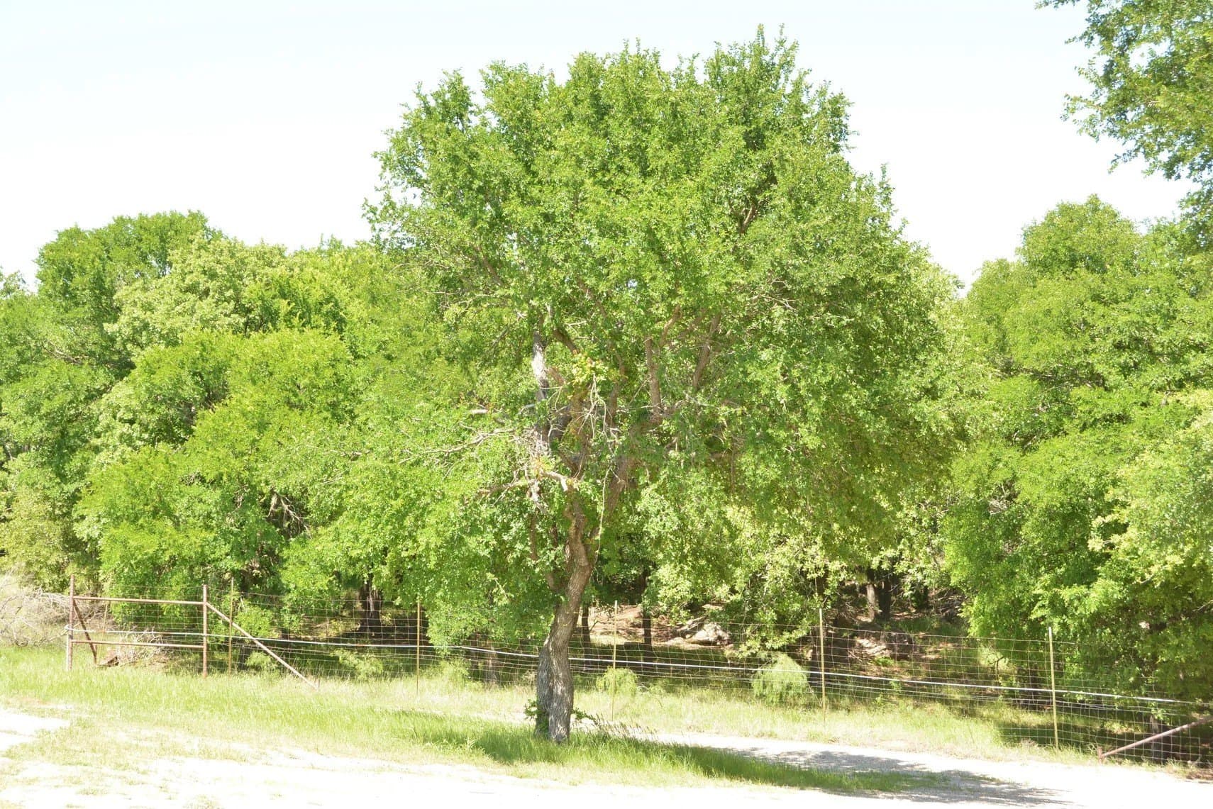 84 acres in Wise County - photo 32