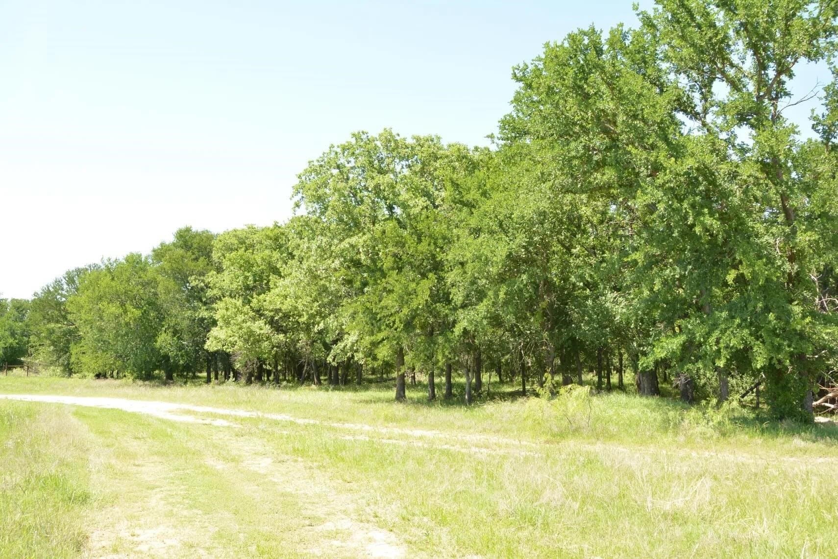 84 acres in Wise County - photo 37
