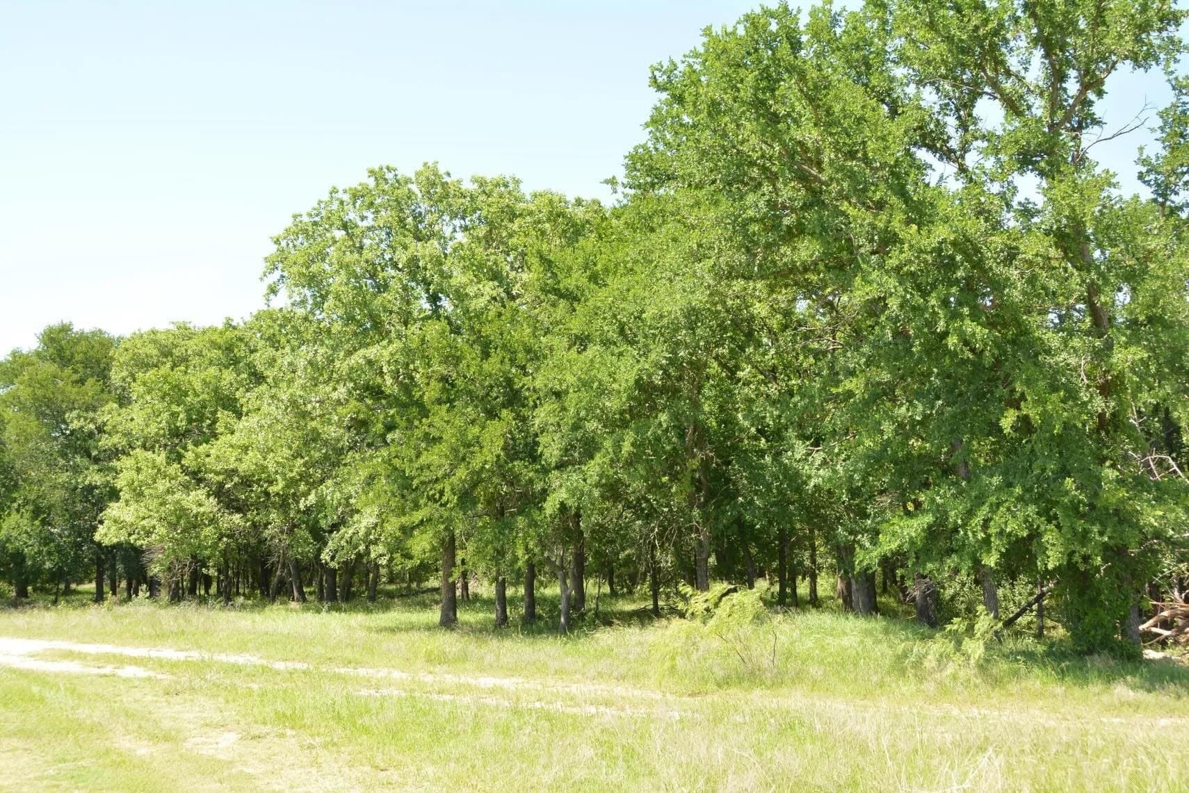 84 acres in Wise County - photo 40