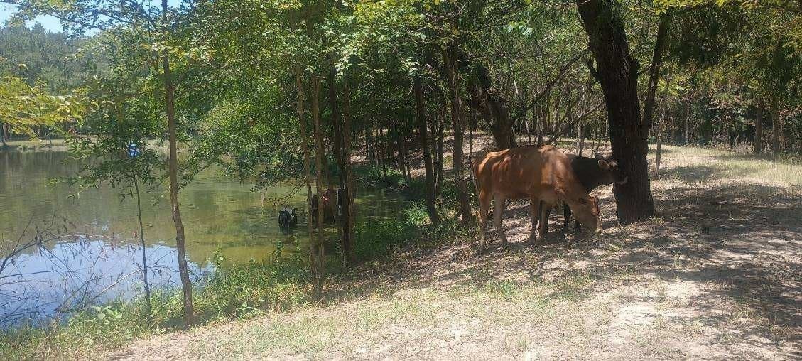 39.32 acres in Kaufman County - photo 11