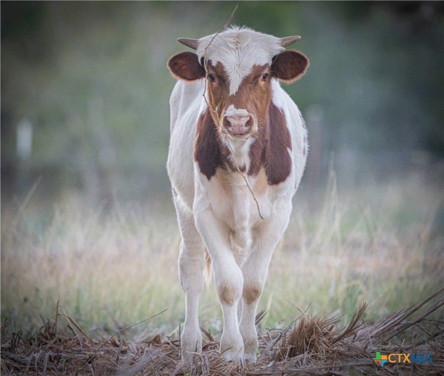 39.93 acres in Hays County gallery image 3