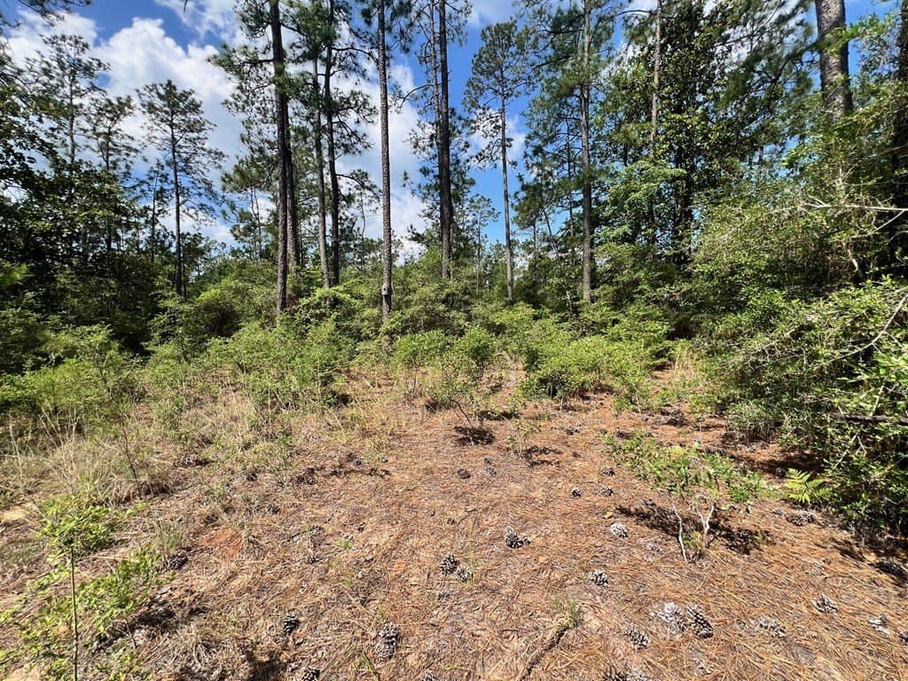 2.6 acres in Texas County gallery image 4