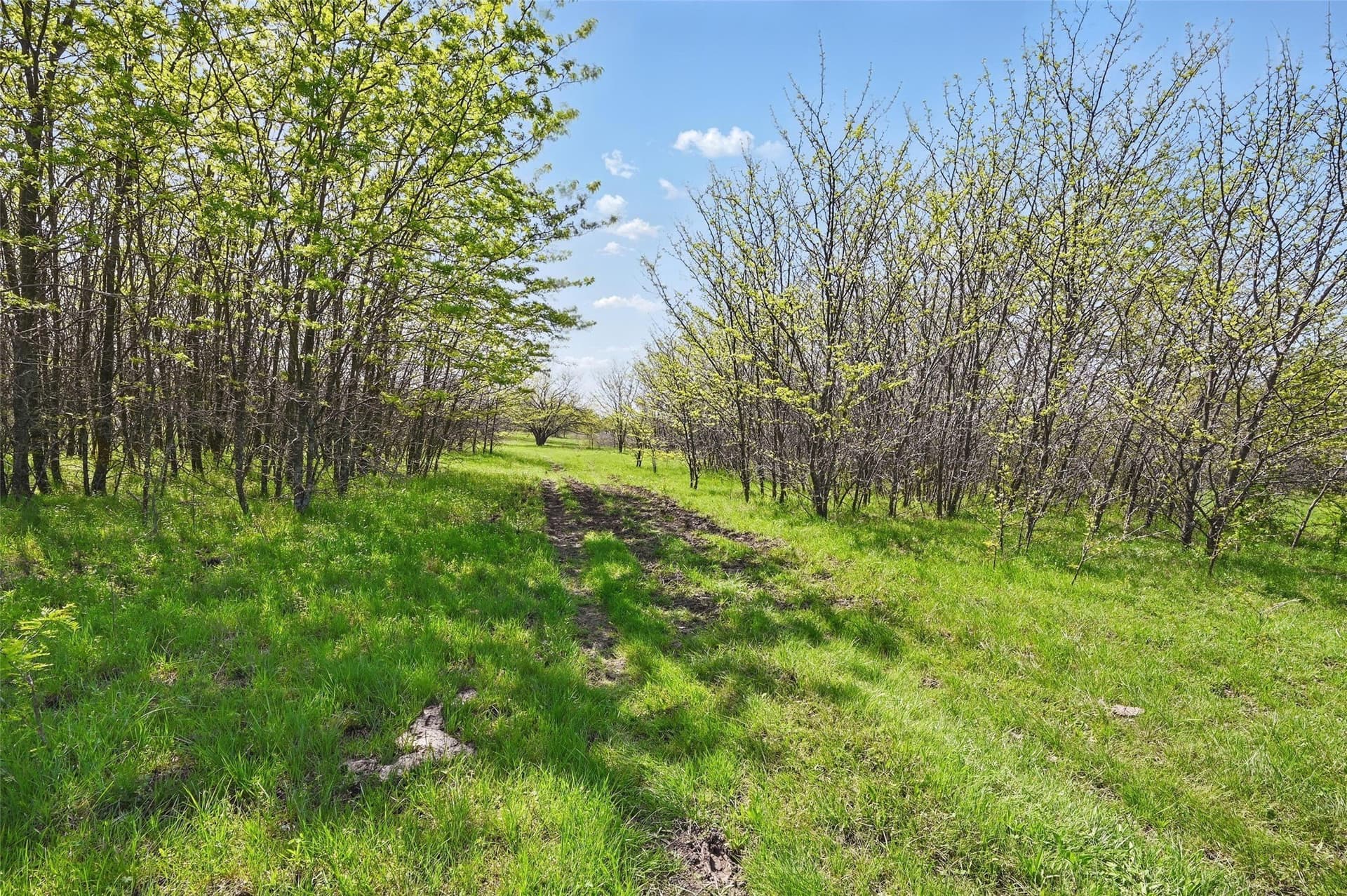 54.03 acres in Grayson County - photo 13