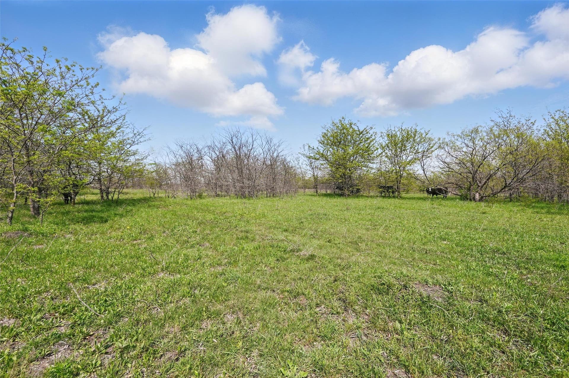 54.03 acres in Grayson County - photo 20