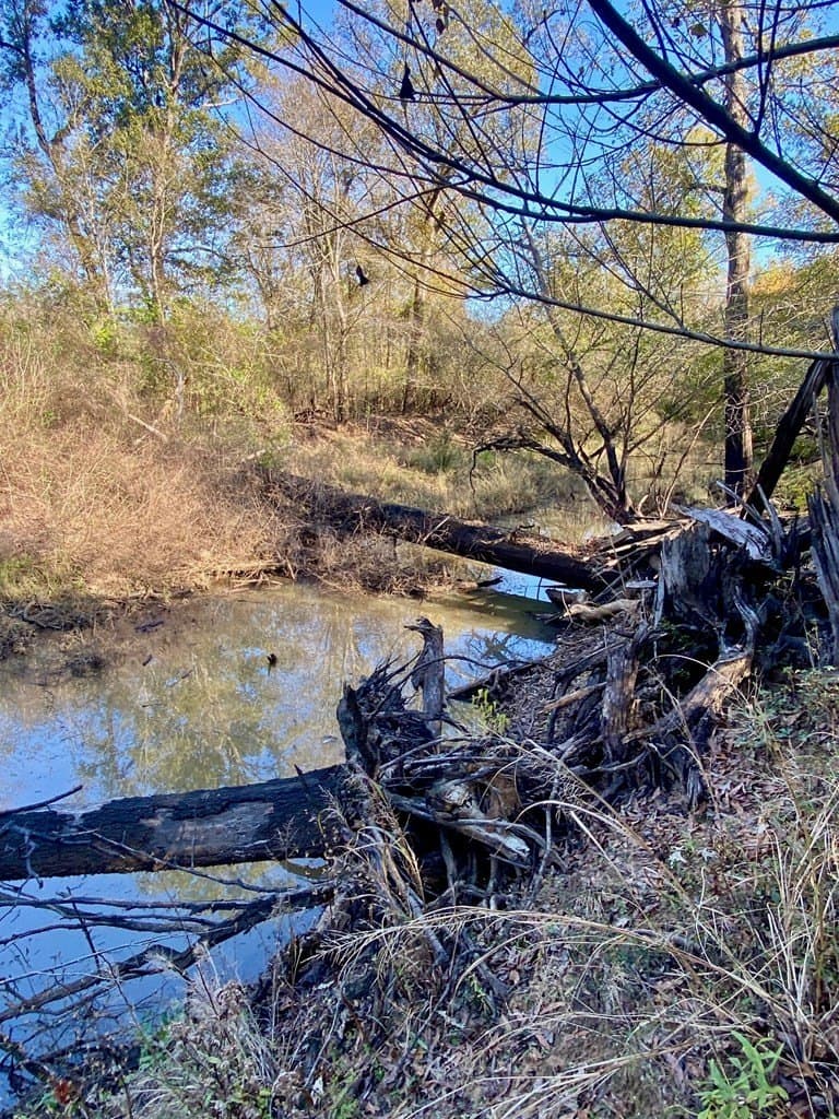 123.5 acres in Texas County - photo 16