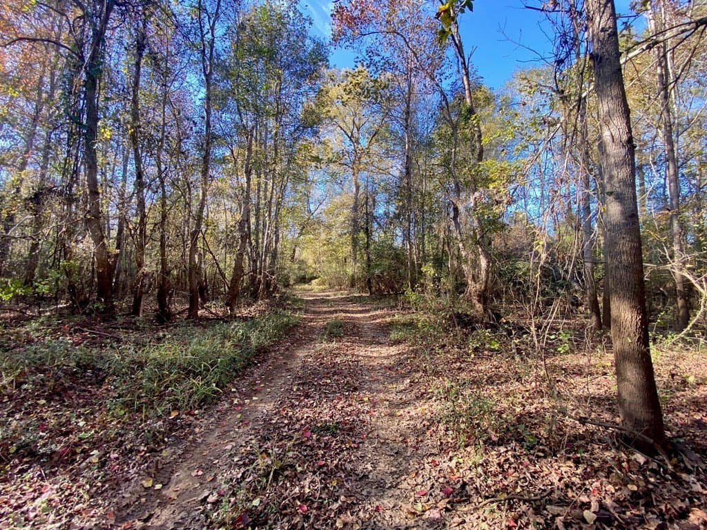 123.5 acres in Texas County - photo 19