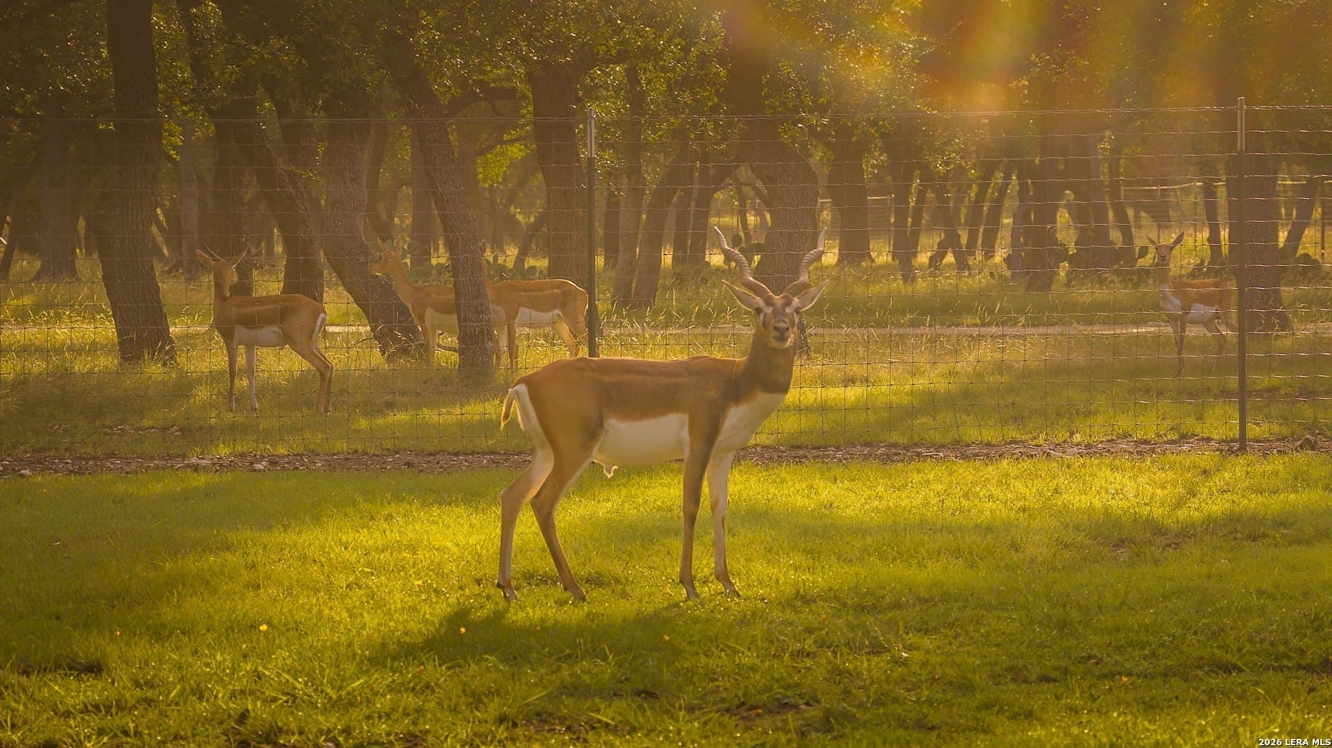 20 acres in Kendall County - photo 4