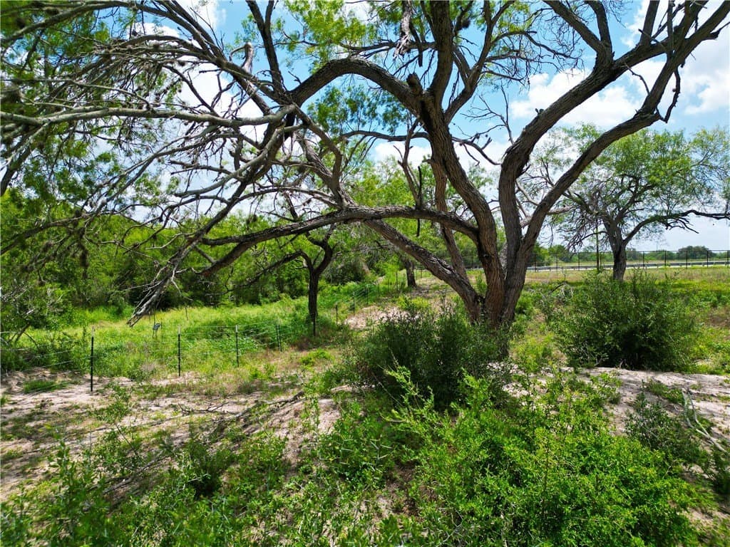 69.93 acres in Bee County gallery image 4