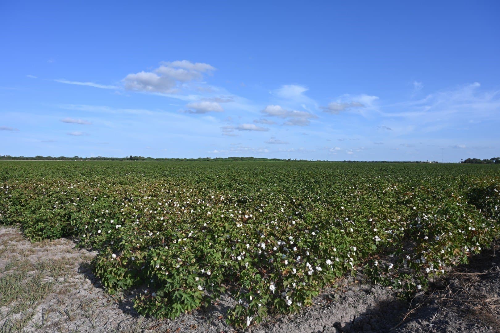 40 acres in Cameron (TX) County - photo 9