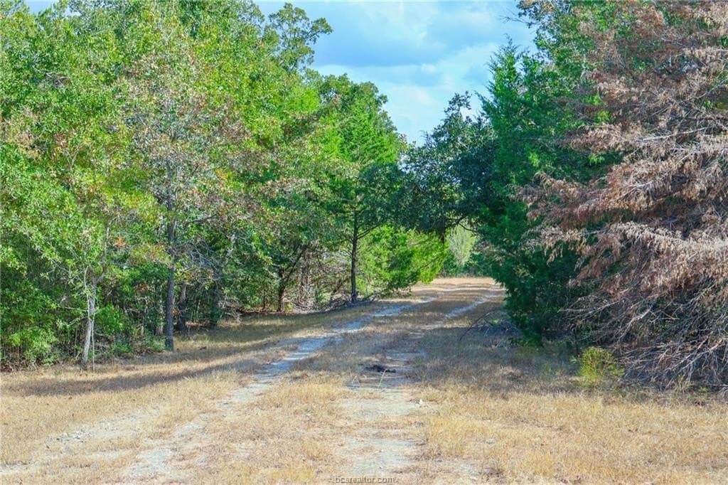 11.04 acres in Burleson County gallery image 2