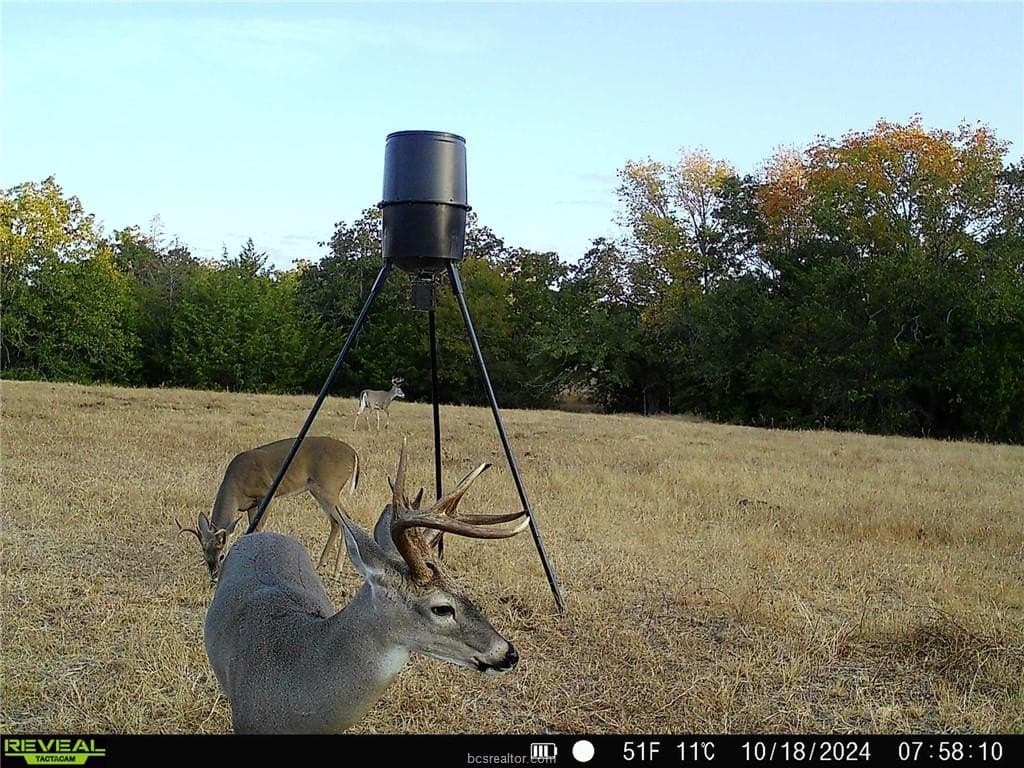 11.04 acres in Burleson County gallery image 3