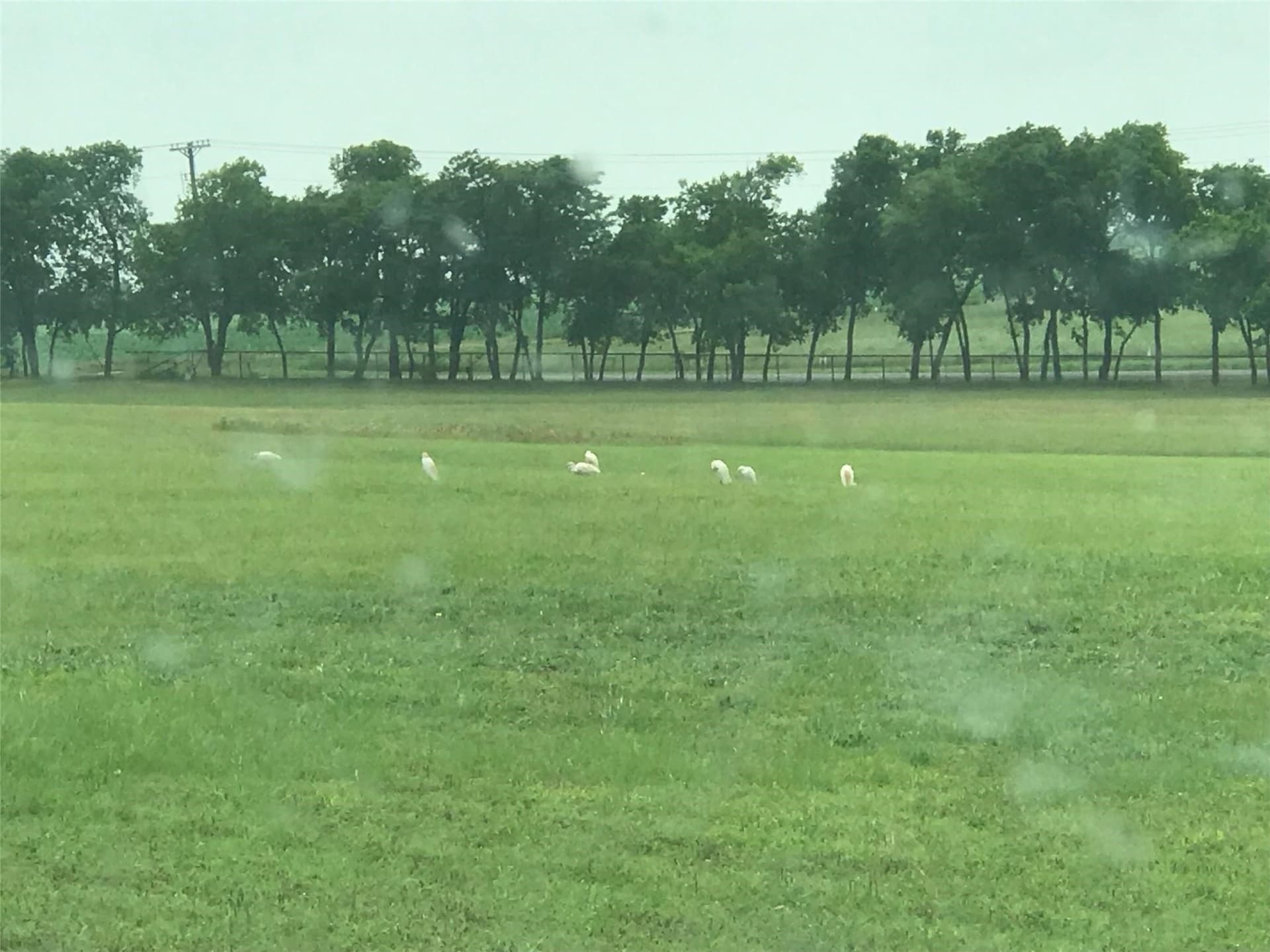 7 acres in Collin County gallery image 4