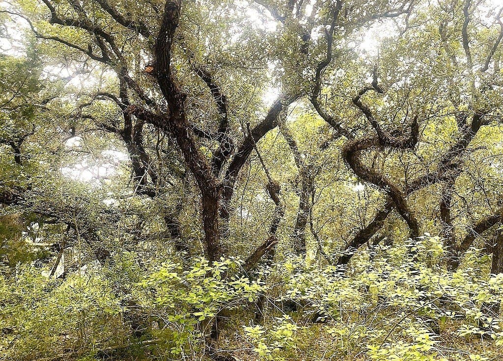 33.43 acres in Lavaca County - photo 15