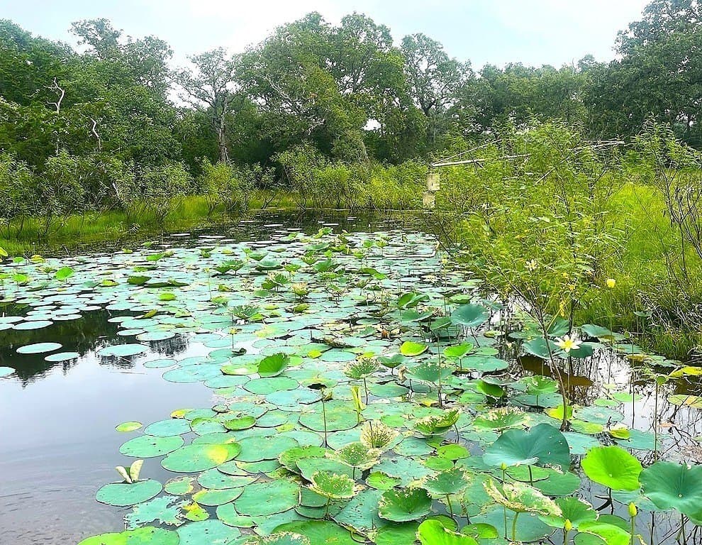 33.43 acres in Lavaca County - photo 9