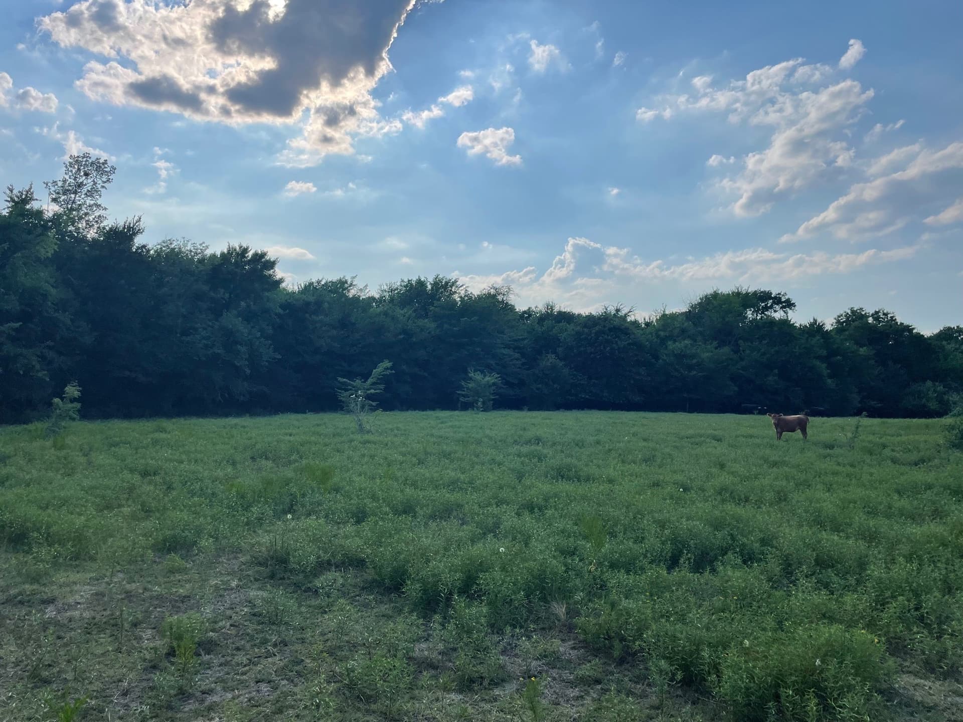 35.13 acres in Fannin County - photo 12
