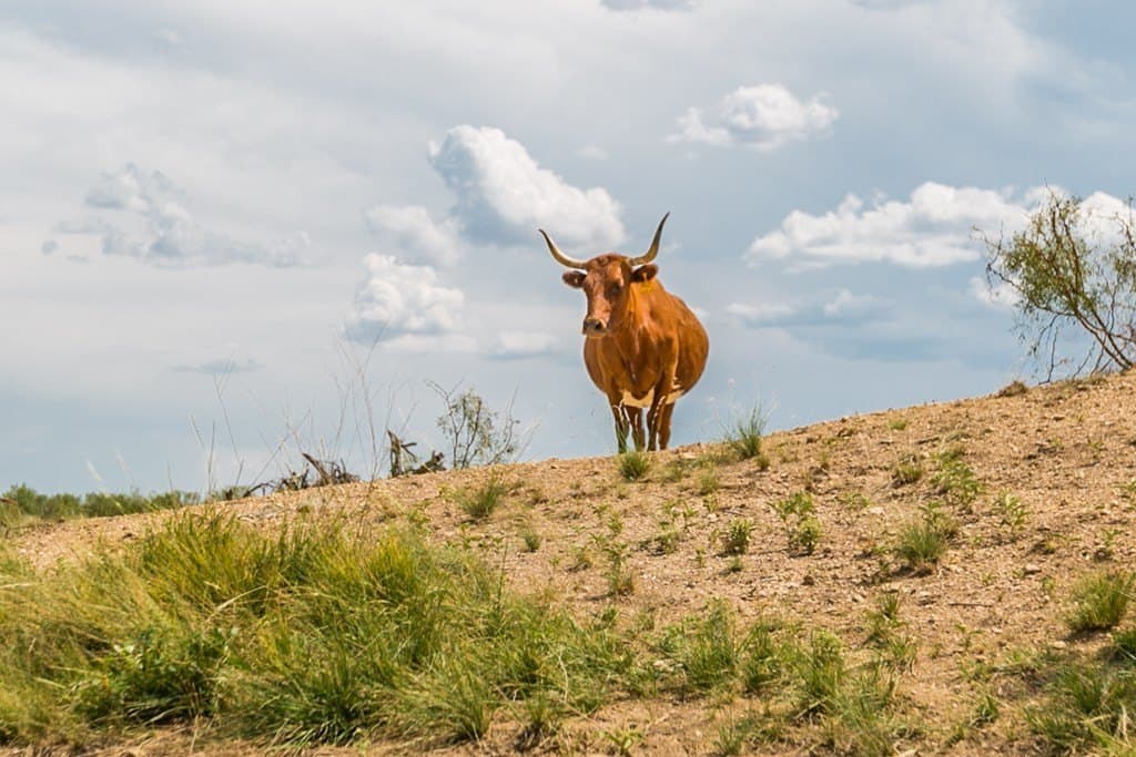 311 acres in Runnels County - photo 10