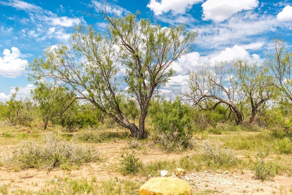 311 acres in Runnels County gallery image 4