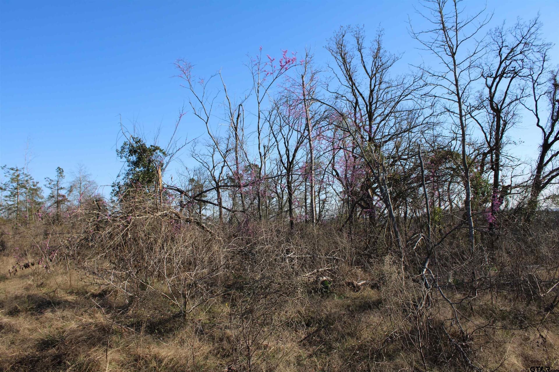 34 acres in Cherokee County gallery image 4
