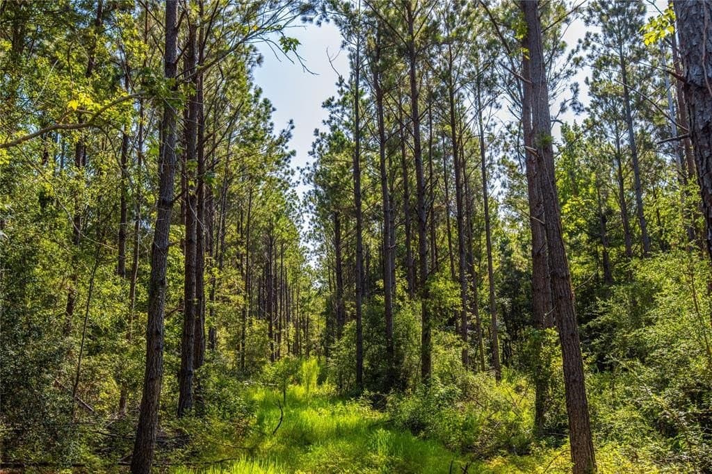 34.91 acres in Cherokee County gallery image 3